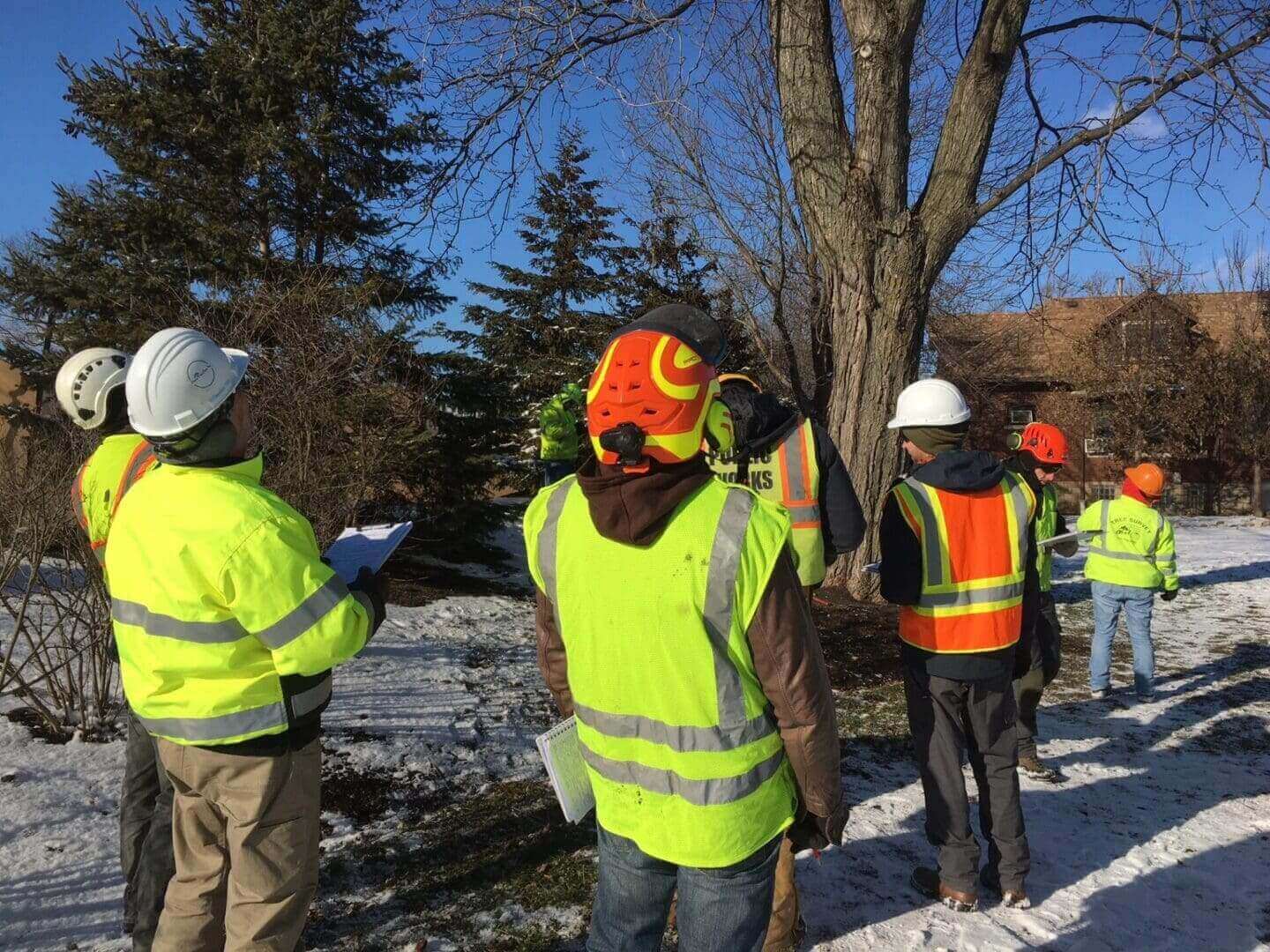 Survey team assessing tree condition in snow