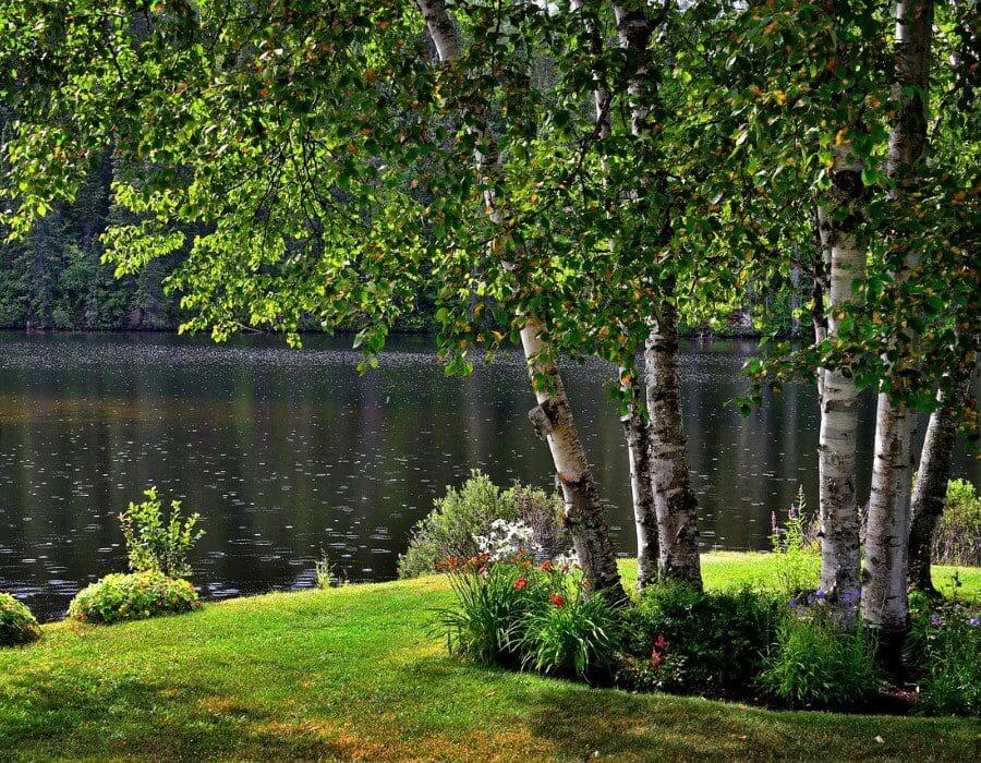 Birch trees beside a calm rain-speckled lake