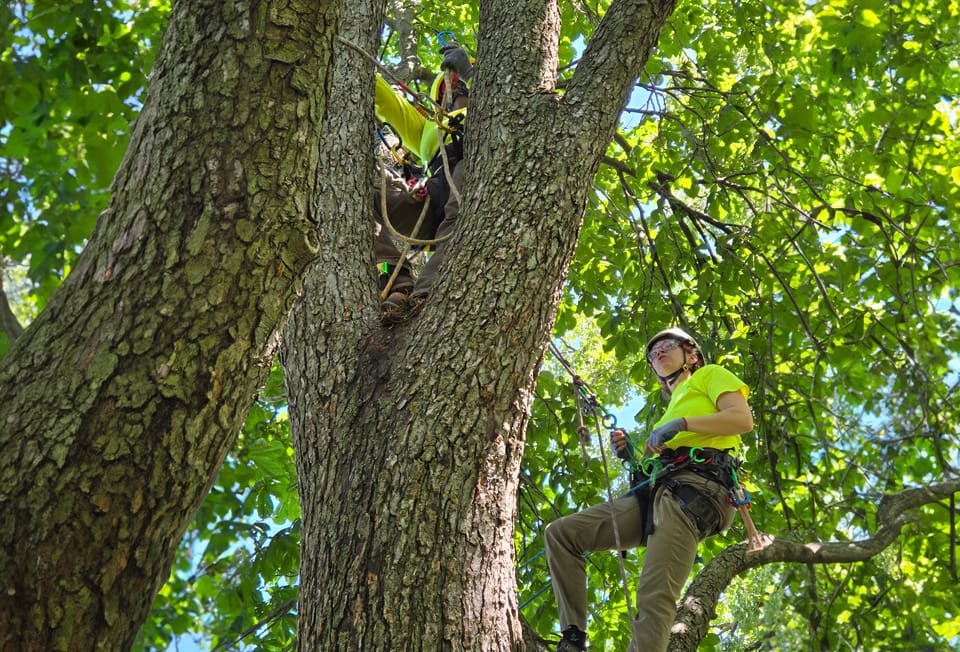 Arborist wearing helmet perched on tree branch