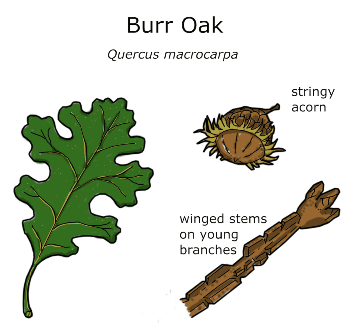 Burr oak leaf, acorn, and branches.