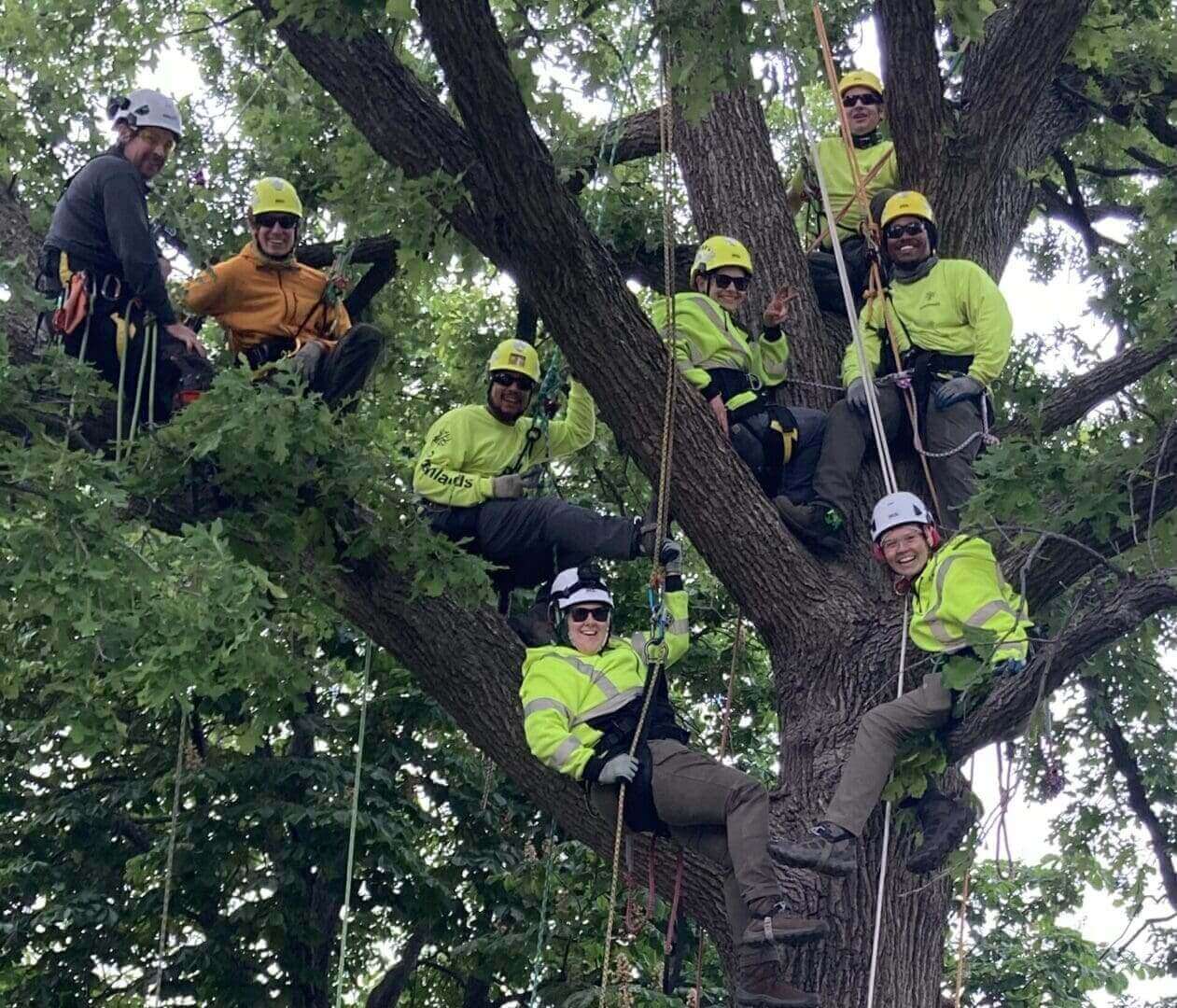 Tree climbers smiling in a large tree.