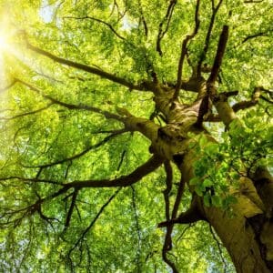Sunlight filtering through lush green tree canopy.