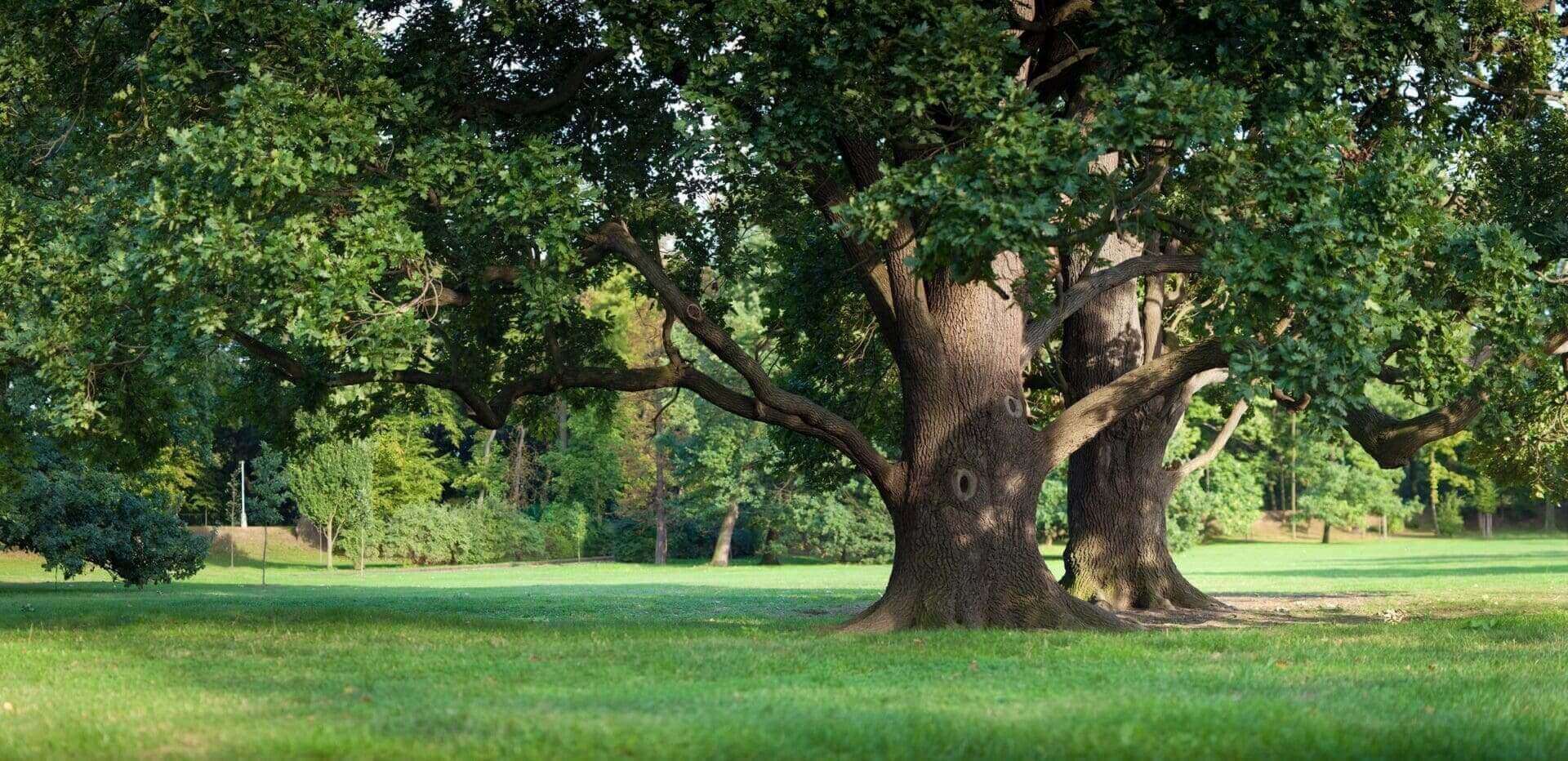 Large trees on a sunny green field.