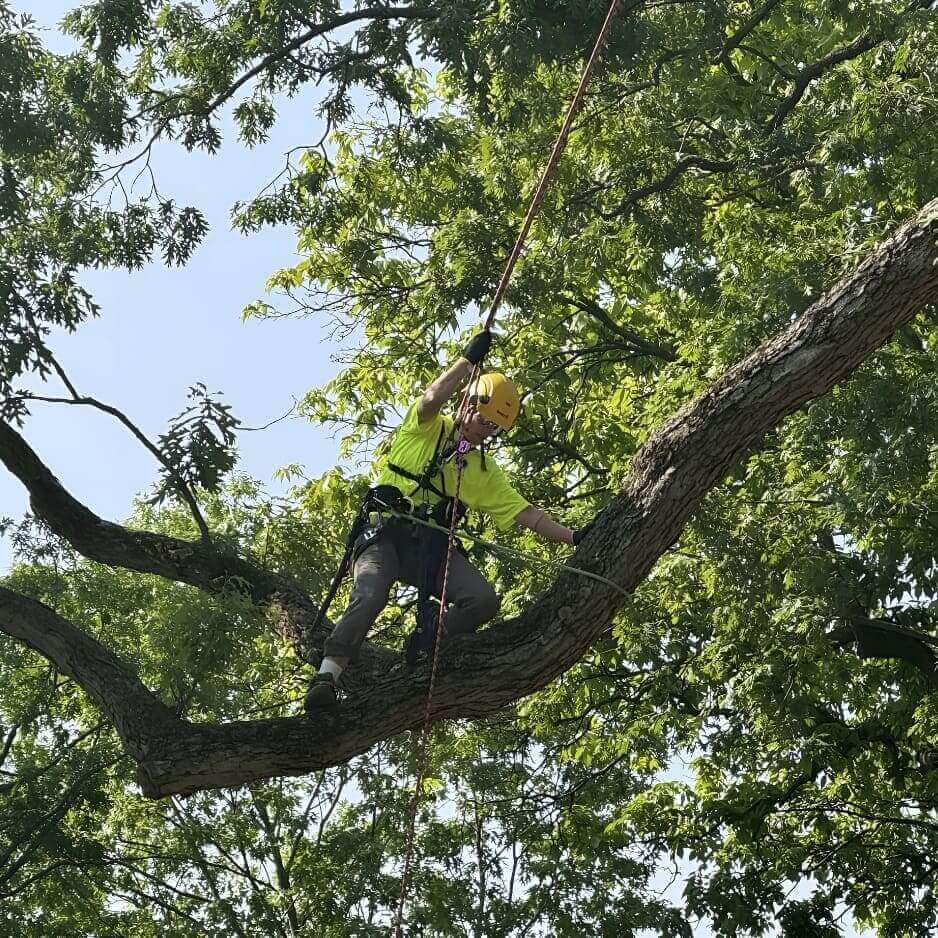 Arborist in yellow helmet ascending a large oak