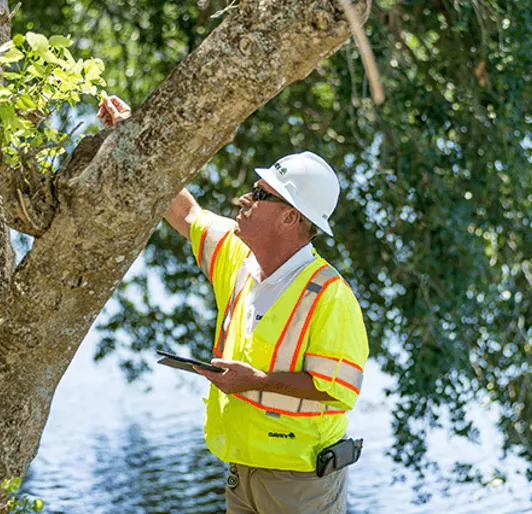 Worker inspecting tree branches near water.