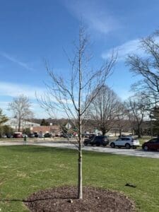 young tree training