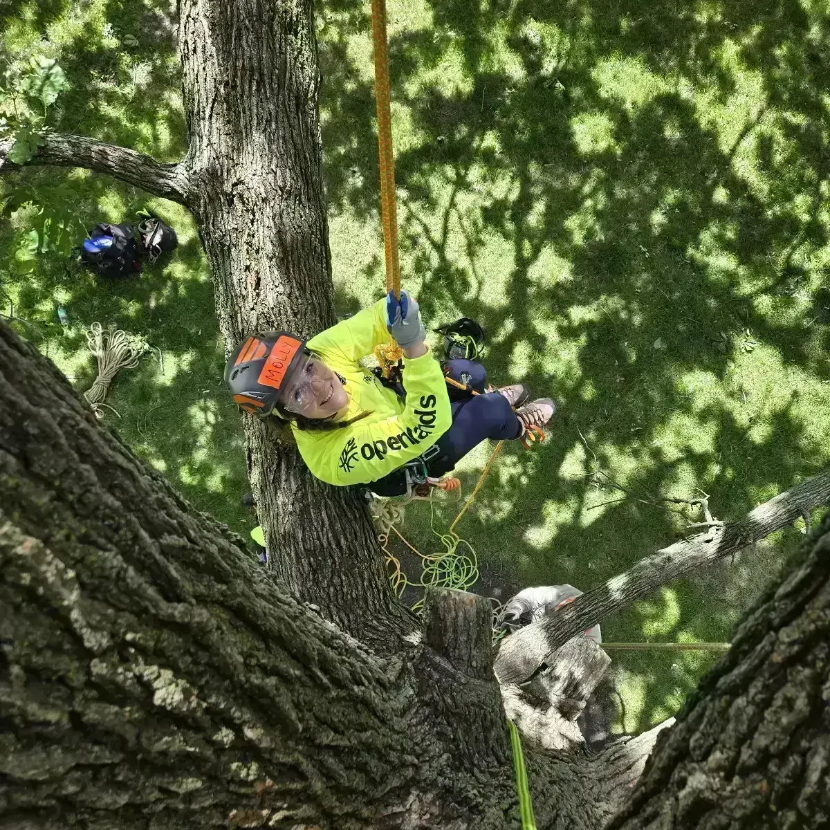 Top-down view of arborist secured by rope